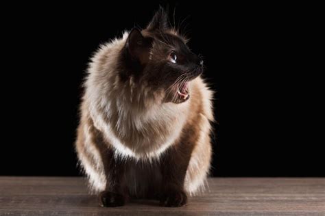 Балинезийская кошка Балийская кошка🐱 — описание фото характер и