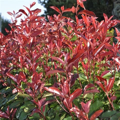 Bonjour, on m'a offert ce 24/12/2016 un poinsettia qui jusqu'a présent était magnifique.maintenant j'ai plus de feuille verte que rouge et le peu de feuille rouge que j'ai elles sont petite et fleuri (comme si elle avais du mal a éclore ). Photinia 'Red select' - Plantes et Jardins