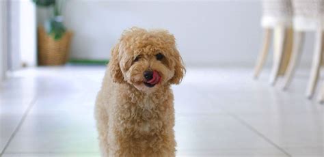 About The Breed Poodle Highland Canine Training Ph