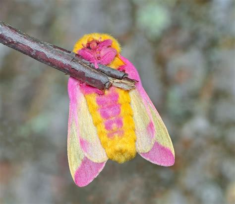 Dryocampa Rubicunda Aka The Rosy Maple Moth