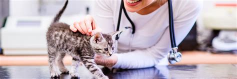 Providing your kitten with balanced nutrition wasn't a good enough reason to include this kitten food brand on our list, we'd also like to note that this is a vet recommended kitten food. Vet Recommended Cat Food : 4 Brands You Should Carefully ...