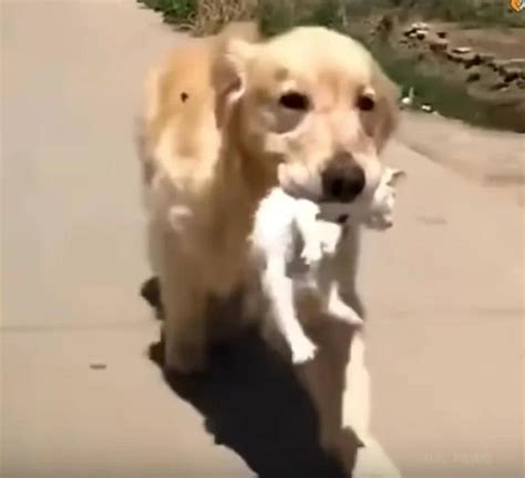 Golden Retriever Brought Stray Dying Kitten Home And Nursed It To Health