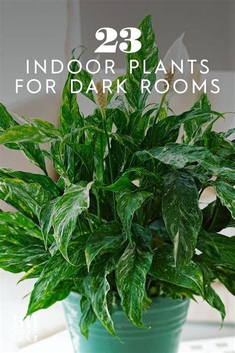23 Of Our Favorite Low Light Houseplants 1000 Low Light House