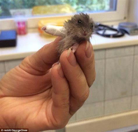 Hamster With A Broken Arm In A Cast Goes Viral Daily Mail Online