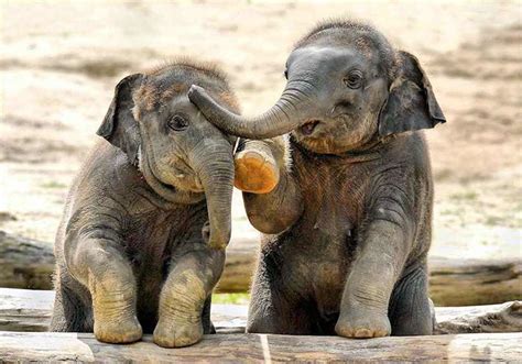 10 Baby Elephants That Will Instantly Make You Smile Bored Panda