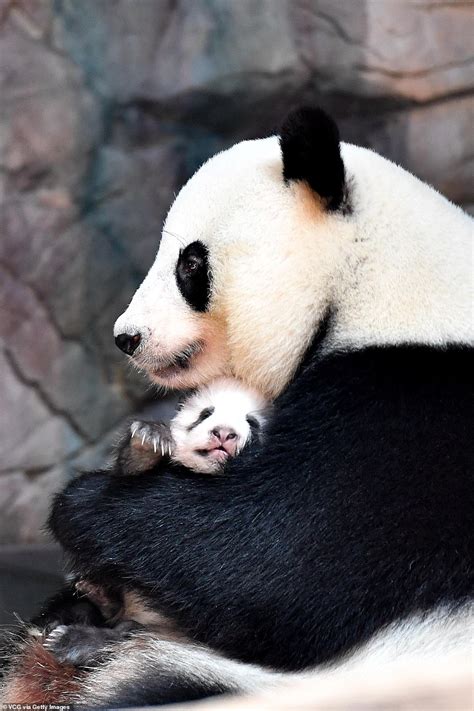 Come In For A Cuddle Mother Panda Dotes On Two Month Old Cub Daily Mail Online