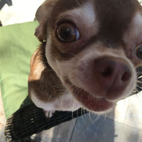 Chihuahua Smiles Apple Head Chihuahua Chihuahua I Love Dogs