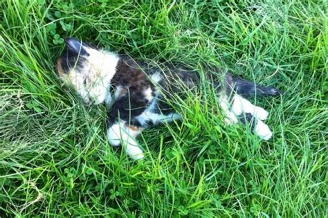 Outrage After Claims That Cat And Kitten Were Brutally Killed By Kids