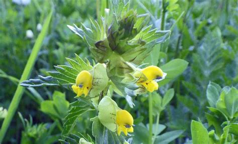 Why Yellow Rattle Is Beneficial To Wild Flower Meadows