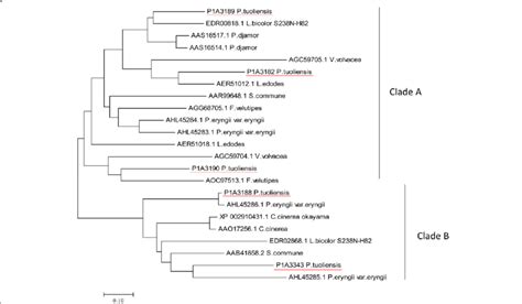 phylogenetic relationships of mushroom pheromone receptors the five download scientific