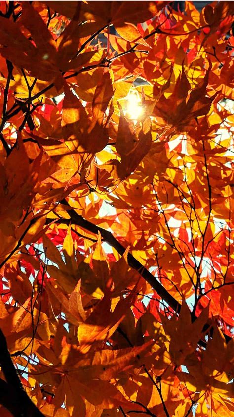 Free Autumn Wallpaper And Fall Backgrounds For Your Phone