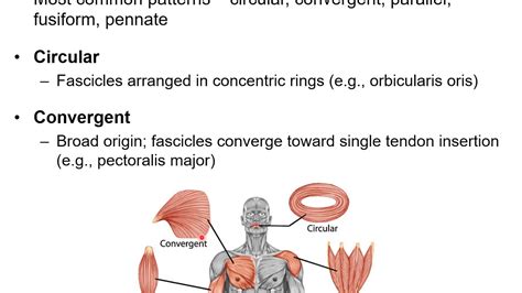 Chapter 11b Muscular System Naming Skeletal Muscles And Arrangement