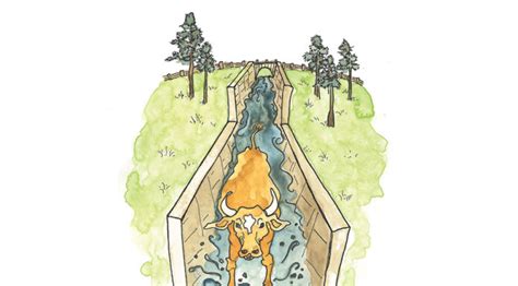 The Odd History Of Cattle Dipping