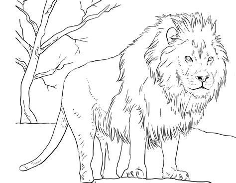 They mainly dwell in the canyons, foothills and woodlands. Lion Coloring Pages - 1NZA