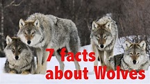 7 Facts about Gray Wolves - YouTube