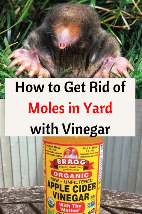 How To Get Rid Of Moles In Yard With Vinegar Moles In Yard Mole