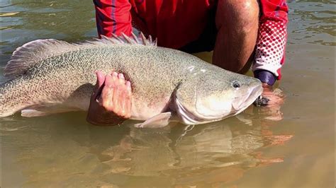 Murray River Cod Fishing Youtube