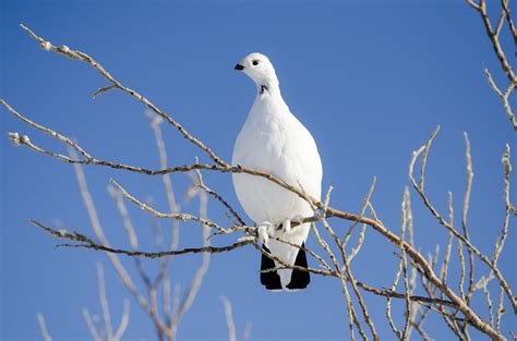 1280x720 Resolution White Bird With Black Tail Perched On Tree Branch