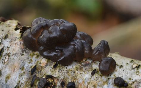 Het inademen van zwarte schimmelsporen kan je longen aantasten. Vroege vogels Foto - Schimmels - ZWARTE TRILZWAM