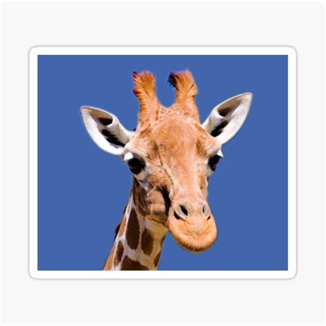 An Adorable Baby Giraffe Sticker For Sale By 23rdjuly1960 Redbubble