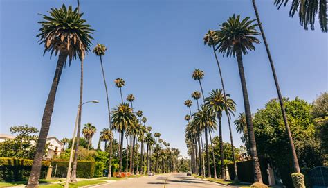 The Iconic Palm Trees In Los Angeles Were Actually Imported