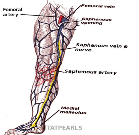 Anatomy Bony Pelvis And Lower Limb Saphenous Nerve Artery And Vein