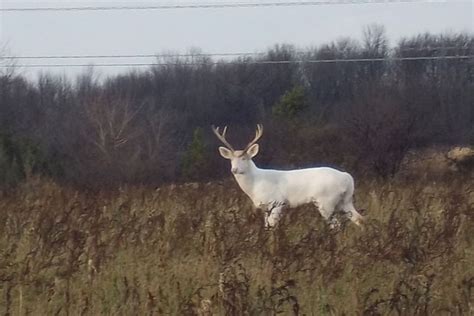 Rare All White Albino Deer Caught On Camera Made To Hunt