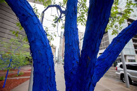 The Real Life Lorax Talks About Painting Trees Blue In Denver 303