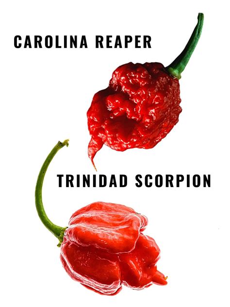 Brave The Carolina Reaper Make The World S Hottest Sauce