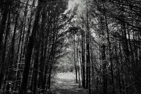 Greyscale Photo Of Forest Pathway · Free Stock Photo
