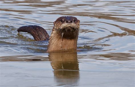 Maryland Biodiversity Project Northern River Otter Lontra Canadensis