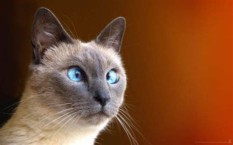 45 Adorable Siamese Cat Wallpapers Cat Wallpaper Siamese Cats Cats
