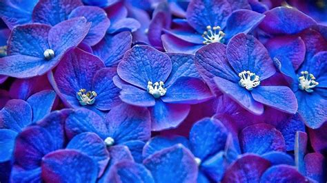 Flower Background Wallpaper Blue Blue Floral Background ·①