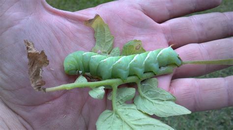 How To Identify Common Garden Pests Bug Weed Mart