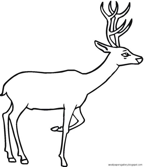Deer Drawing For Kids Wallpapers Gallery