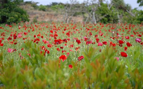 Field Blossoming Poppy Wallpapers And Images Wallpapers