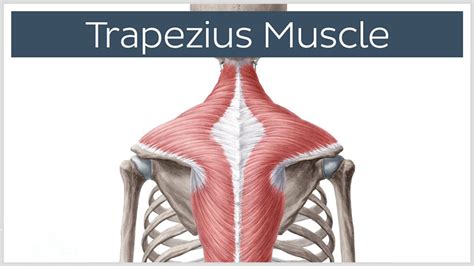 Trapezius Muscle Spasm Symptoms Causes And Treatments New Health