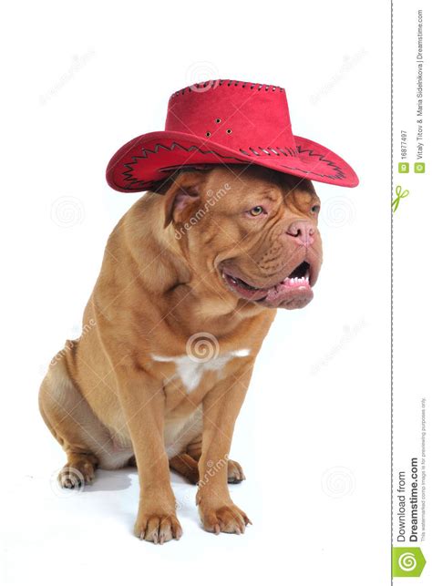 Big Dog In Cowboy Hat Stock Image Image Of Close Culture 16877497