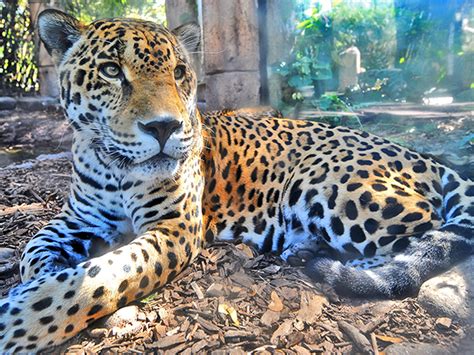 Jaguar Jungle