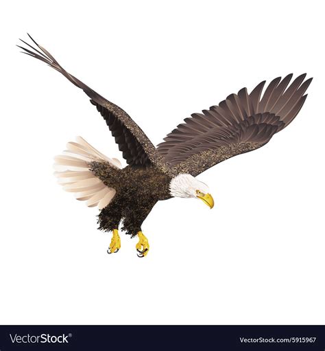 Bald Eagle Isolated On White Background Royalty Free Vector