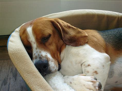 Bagle Hound Basset Hound Beagle Mix Info Facts Temperament Training Puppies Pictures