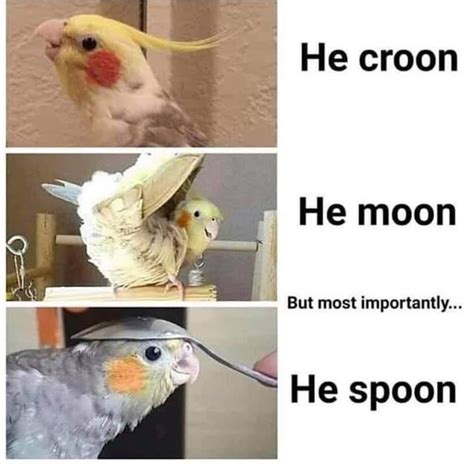 Four Pictures With Different Types Of Birds And Captioning Them To Be