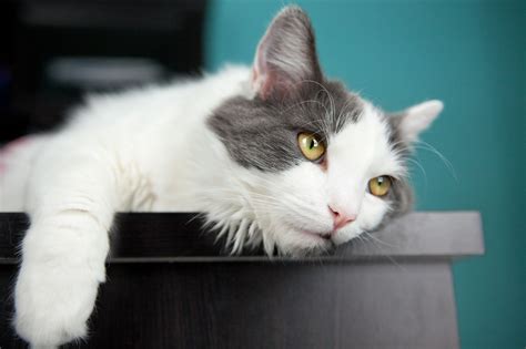 How To Know When Your Cat Is Sick Cat Care Of Vinings
