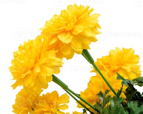 Fresh Marigold Flowers Isolated Png