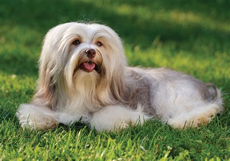 Havanese Breeds