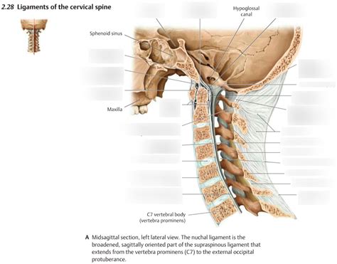 Ligaments Of Cervical Spine Lateral View Diagram Quizlet