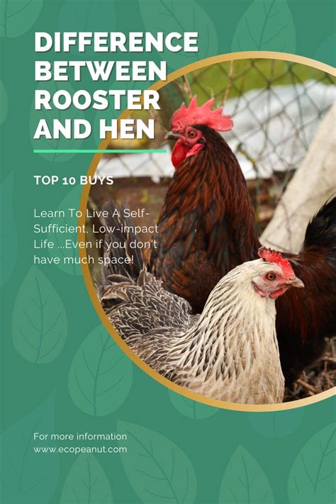 Rooster Vs Hen How To Tell The Difference In 2021 Rooster Backyard