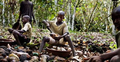 Gawu Campaigns Against Child Labour In Cocoa Growing Areas