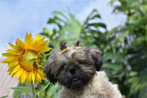 Shitzu Puppy In The Hawaiian Sunsunflower 🌼🐶 Shitzu Puppies Puppies
