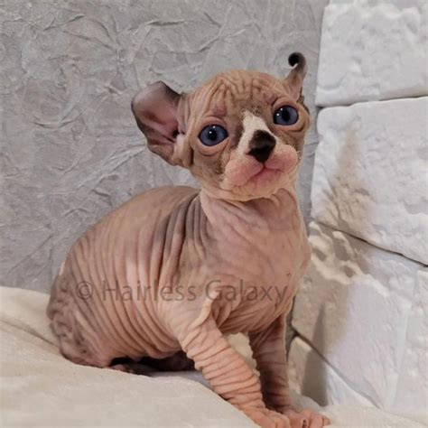 Hairless Cats For Adoption Adopt A Cat Today Hairless Galaxy